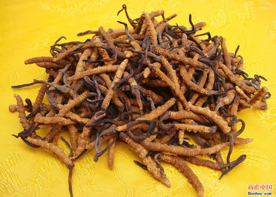 甘南特產(chǎn)——合作冬蟲(chóng)夏草