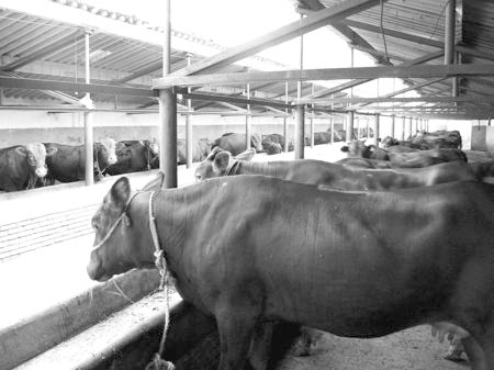 產(chǎn)業(yè)發(fā)展看平?jīng)觥捌經(jīng)黾t?！眽?nèi)開花墻外紅