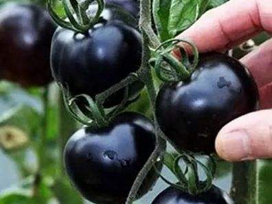快看！蘭州新區(qū)高優(yōu)新特圣女果“黑羅漢”成熟待摘