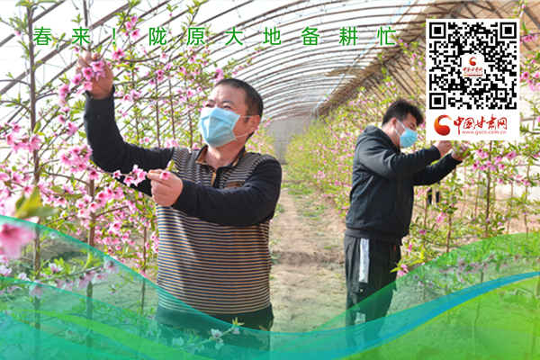 海報(bào)丨春來！隴原大地春耕忙