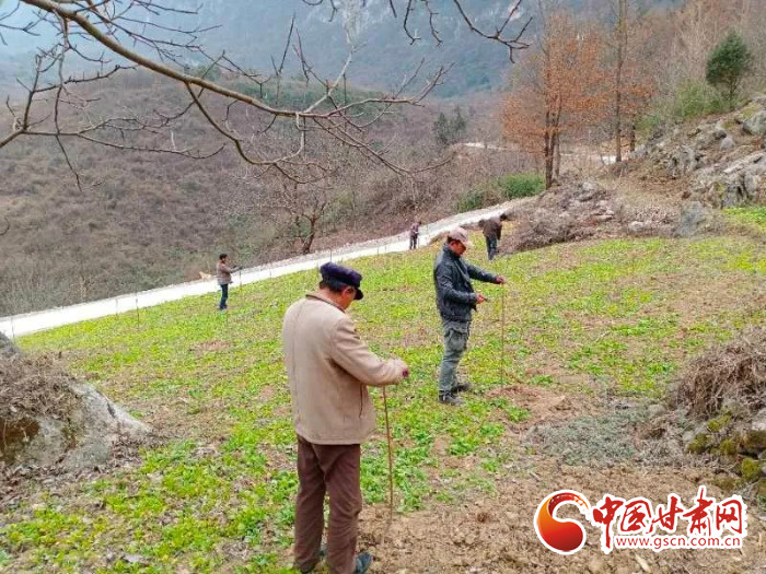 【甘肅全民戰(zhàn)“疫”】戰(zhàn)“疫”中，隴南稻坪的春天