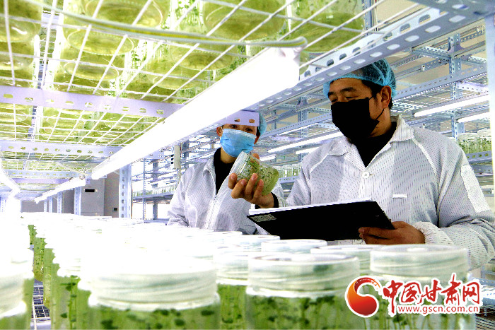 【甘肅全民戰(zhàn)“疫”】張掖山丹：春耕備耕“薯”當先