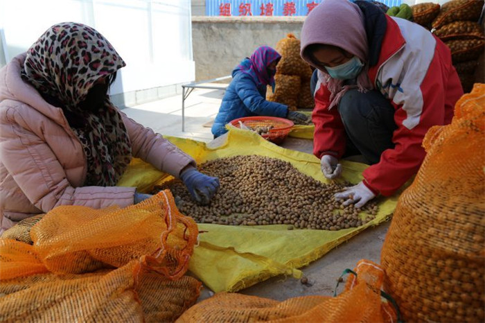 了不起！甘肅定西馬鈴薯良種出口7個國家