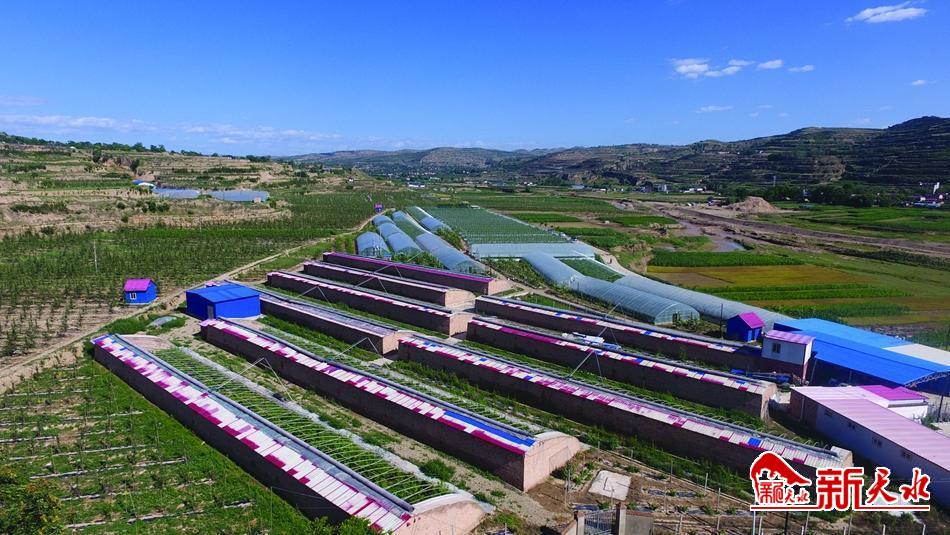 讓農村的美好生活成色更足——2019年天水農業(yè)農村工作綜述