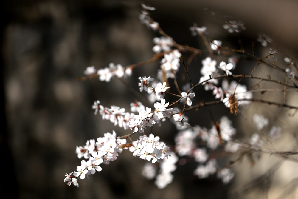 海報|花開隴原，甘肅這些景區(qū)正在復(fù)蘇！