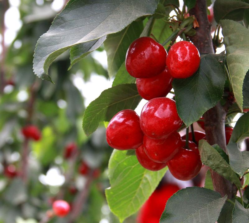 趕緊約起來！民勤紅旗谷櫻桃采摘園開園啦！