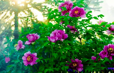 【“甘味”故事】“百花王”駕到！國(guó)色傾城正當(dāng)時(shí)