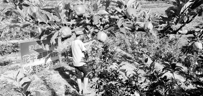 “于堡村果園”開張記——認(rèn)購“一棵樹”，結(jié)出“致富果”