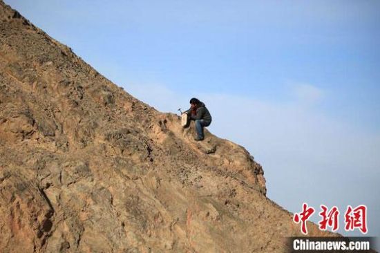 圖為敦煌“80后”畫家張杰龍?jiān)诙鼗腿Ｉ嚼锊杉V石顏料。(資料圖)受訪者供圖