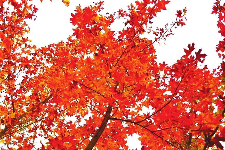 出彩啦！蘭州高校秋景驚艷來襲，快到秋日調(diào)色盤里pick你的母校