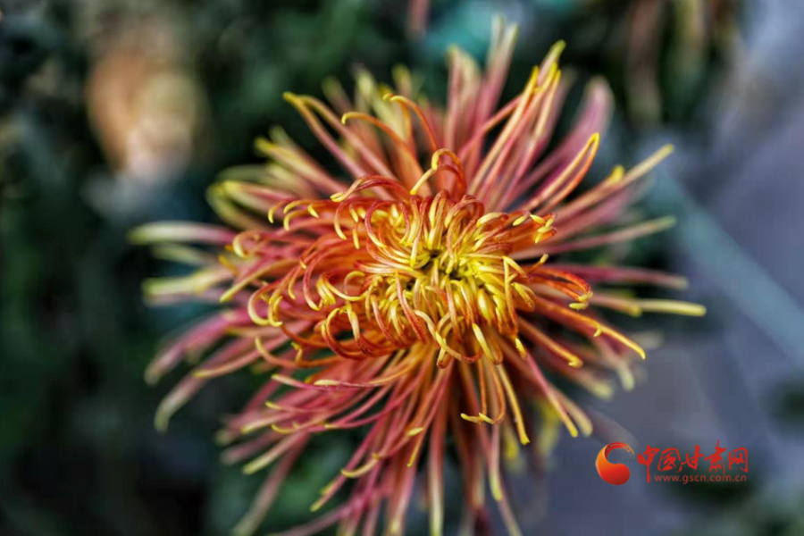 十五年，鍥而不舍終夢圓——寫在蘭州市入選全國文明城市之際