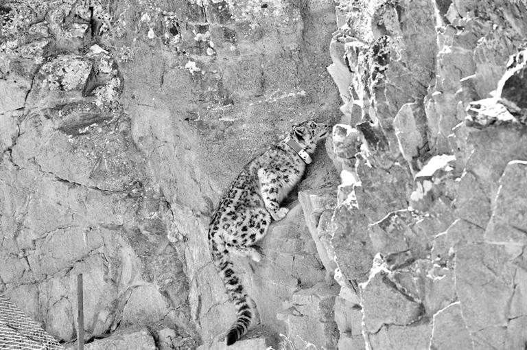 首例！肅北鹽池灣保護(hù)區(qū)一只雪豹被戴上定位項(xiàng)圈