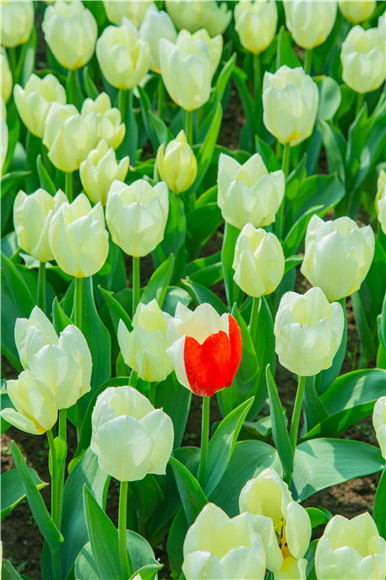 花叢中，別具一格。羅云希 攝