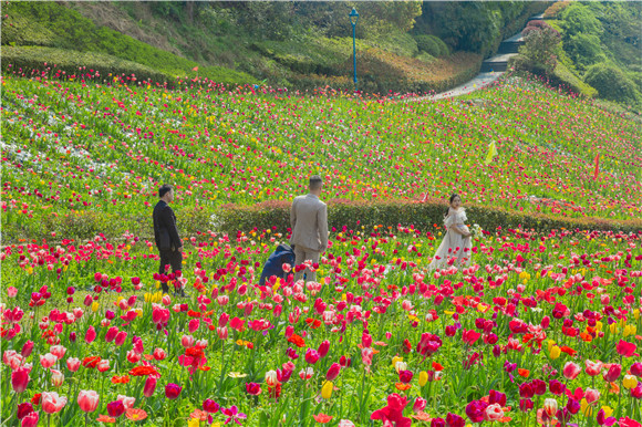 花海間，拍上一組美美的婚紗照。羅云希 攝