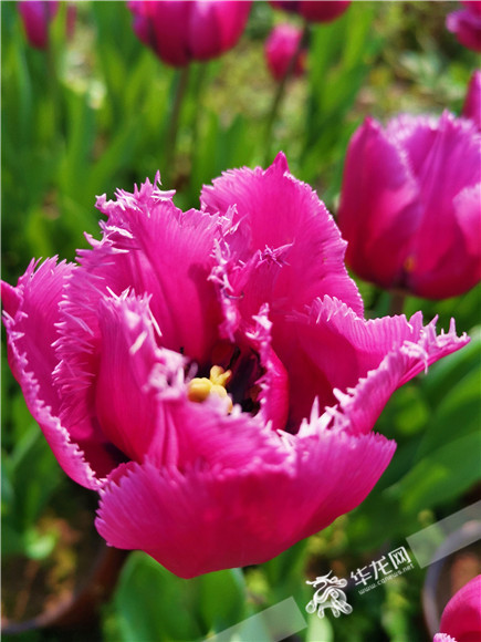 特色郁金香品種，花邊呈鋸齒狀。華龍網(wǎng)—新重慶客戶端記者 舒婷 攝