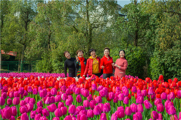 游客在郁金香花海里拍照打卡。羅云希 攝