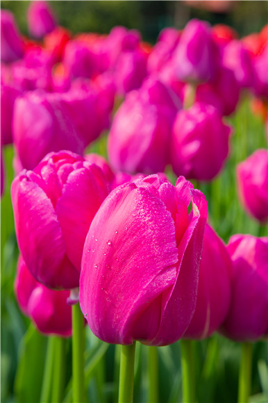 郁金香嬌艷欲滴。羅云希 攝