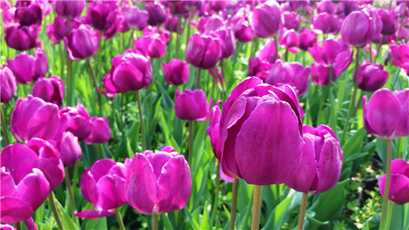 紫色郁金香。華龍網(wǎng)—新重慶客戶端袁舒含 攝