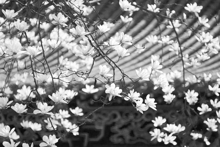 天水雙玉蘭堂，吟杜甫詩 煎泉水茶 賞白石書法