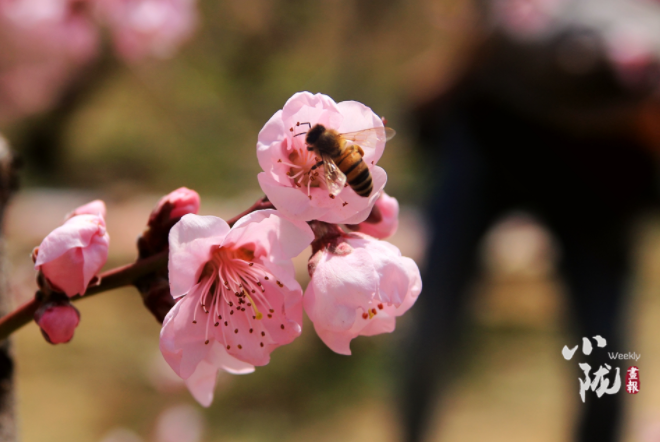 【小隴畫(huà)報(bào)·113期】最美人間四月天，灼灼桃花映秦安