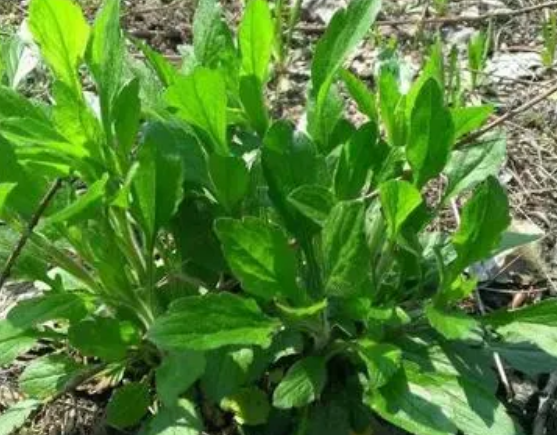 注意！路邊的野菜可不能亂采