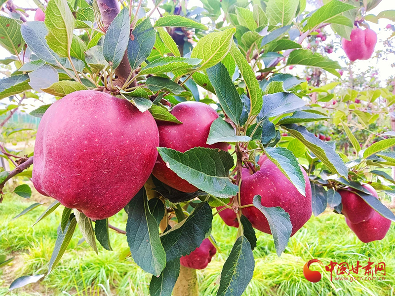 【小康圓夢(mèng)·看甘肅】西和何壩鎮(zhèn)：蘋果產(chǎn)業(yè)鼓足群眾“錢袋子”