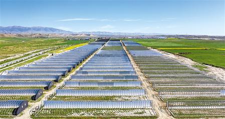 武威天?？h松山鎮(zhèn)德吉新村秀珍菇科技產業(yè)園初具規(guī)模