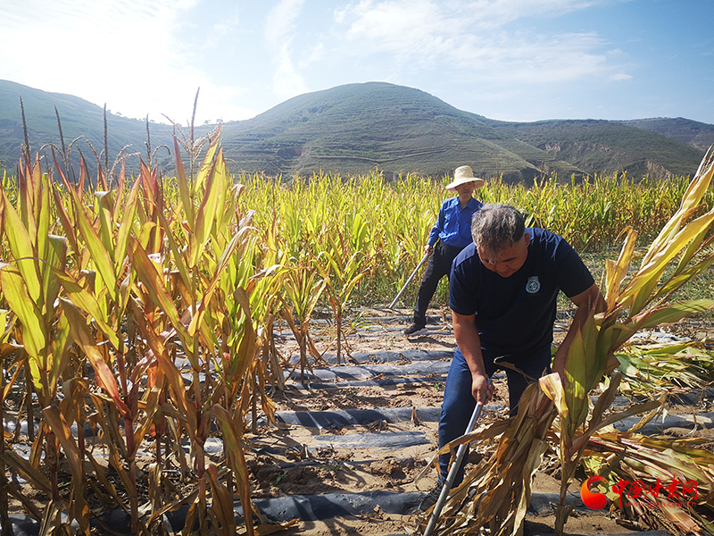 【慶豐收 感黨恩】定西安定：劉鴻奎的豐收節(jié)！