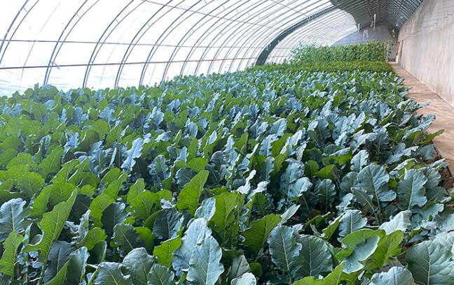 【小康圓夢·看甘肅】靈臺梁原鄉(xiāng)：富民產業(yè)齊發(fā)展 鄉(xiāng)村振興正當時