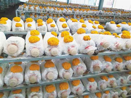 讓“光伏之光”照亮鄉(xiāng)村振興之路——定西渭源縣積極探索“光伏+農業(yè)”產業(yè)模式