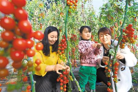 酒泉市肅州區(qū)東洞戈壁產(chǎn)業(yè)園里的圣女果、人參果陸續(xù)成熟上市