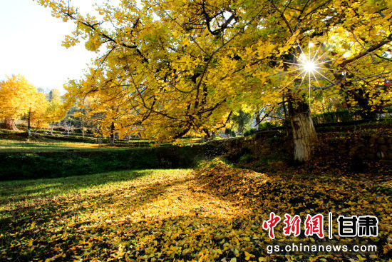隴南徽縣銀杏樹(shù)最美的時(shí)候，當(dāng)屬每年的10月至11月。圖為樹(shù)葉已染黃的銀杏樹(shù)。張承榮 攝