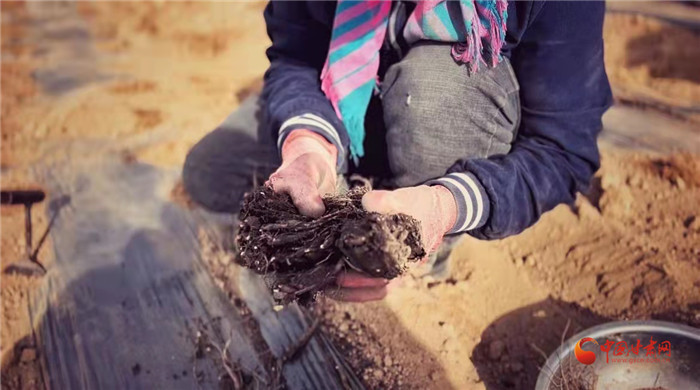 【隴拍客】好消息！榆中縣馬坡鄉(xiāng)在高海拔的馬銜山山麓種植1500畝當(dāng)歸