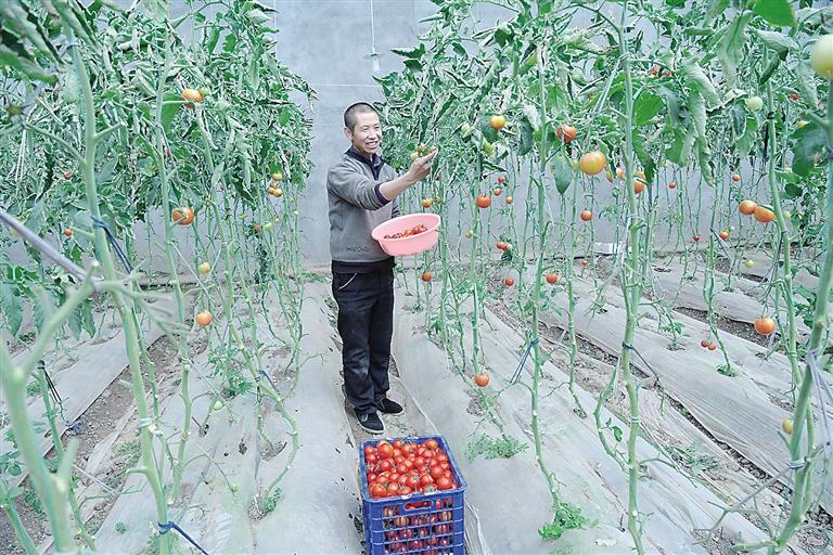 臨夏縣尹集、刁祁鎮(zhèn)易地扶貧搬遷后續(xù)產(chǎn)業(yè)園有日光溫室534座