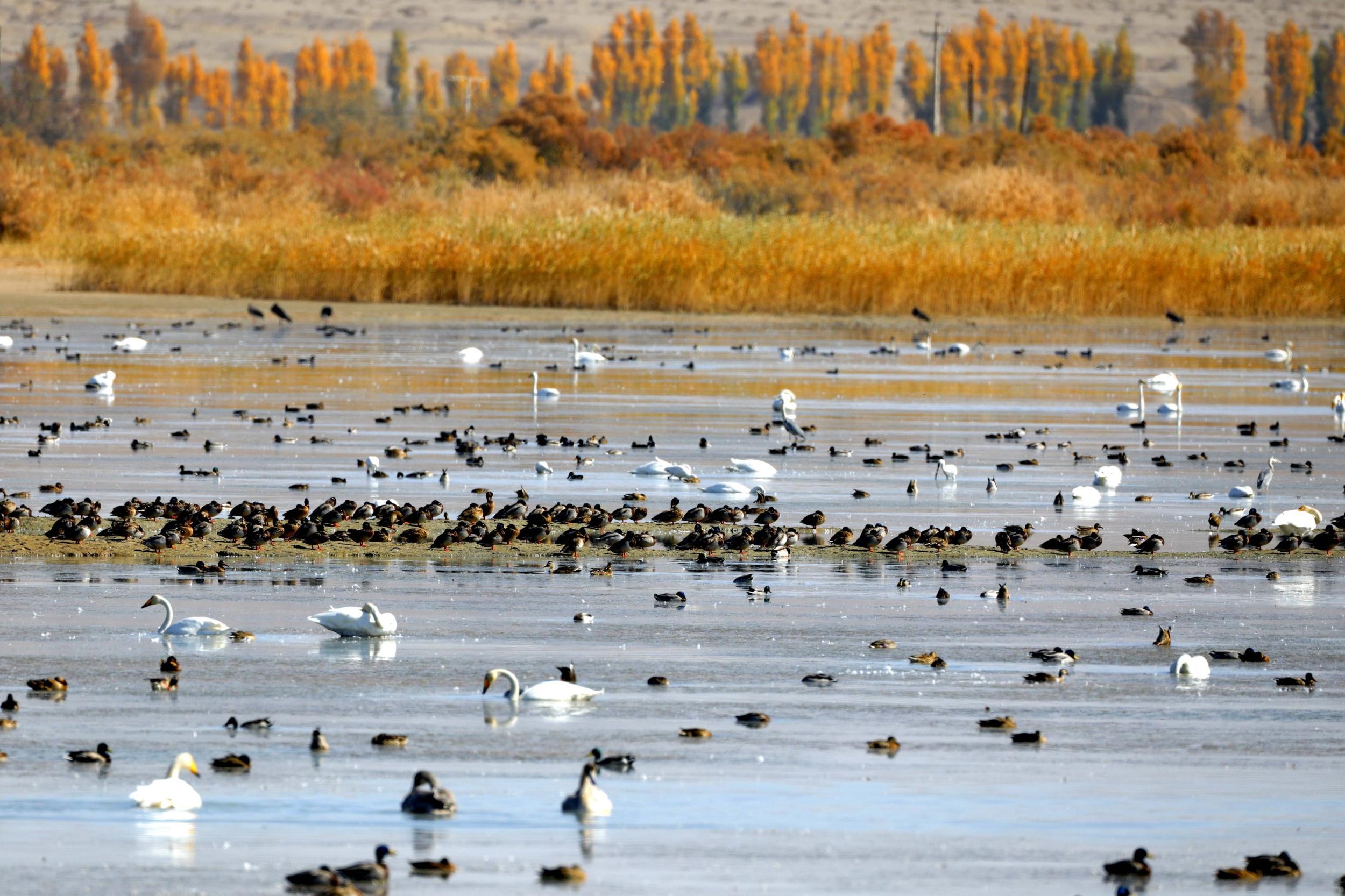 天鵝飛抵高臺縣黑河濕地嬉戲覓食、棲息越冬。尹昭霞攝