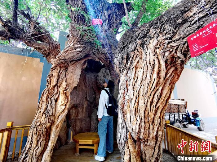 青海海東市阿河灘地質(zhì)文化村：古樹(shù)新枝、丹山碧水