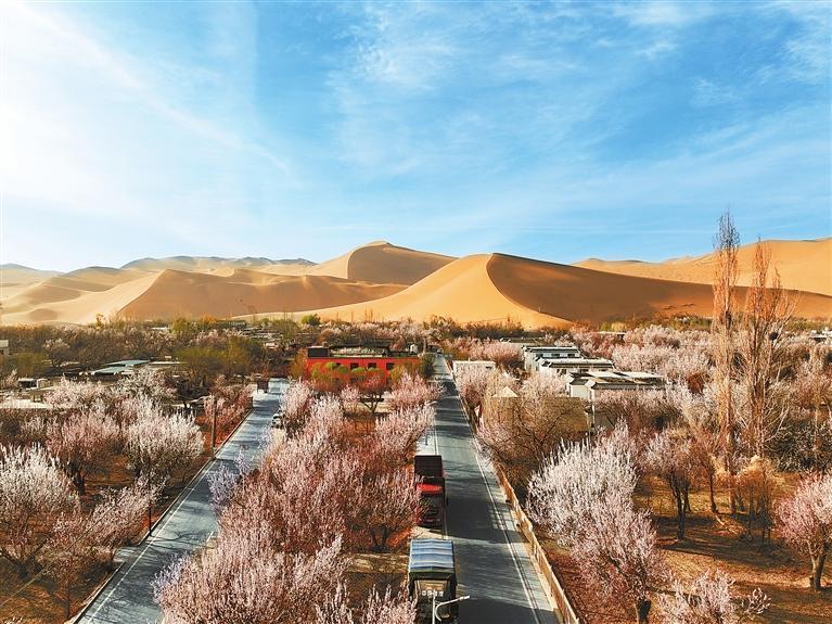 近日，敦煌鳴沙山下的李廣杏杏花陸續(xù)開放，美如畫卷。新甘肅·甘肅日?qǐng)?bào)通訊員　張曉亮