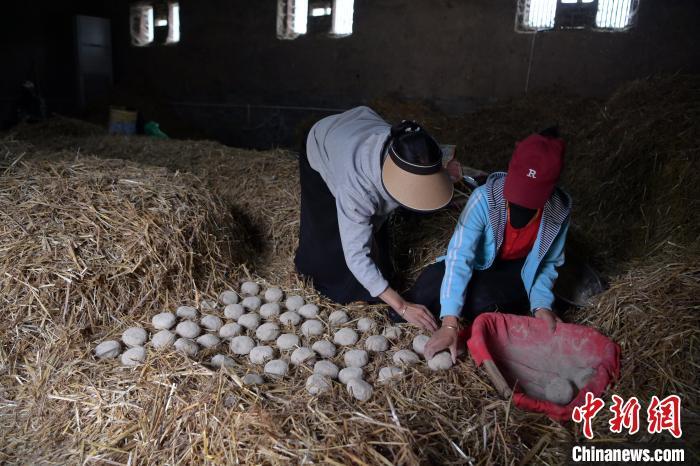 酒曲成型之后入曲房，入室之前要灑水，再鋪青稞草，防止曲塊的水分被吸走，曲房內(nèi)有通風道、窗戶、暖氣、電熱爐等各種控制曲房溫度的設備。圖為5月10日，工作人員將成型的曲塊搬運到曲房。九美旦增　攝