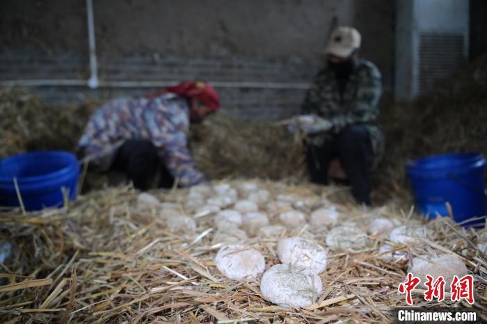 酒曲從曲坯入房培養(yǎng)到培養(yǎng)結(jié)束，整個培養(yǎng)周期控制在4至8天，曲坯的要求光滑，軟硬適宜，手按曲坯不松散，結(jié)實，薄厚一致。圖為5月10日，工作人員準備將培養(yǎng)好的曲坯拿到外面晾曬。九美旦增　攝