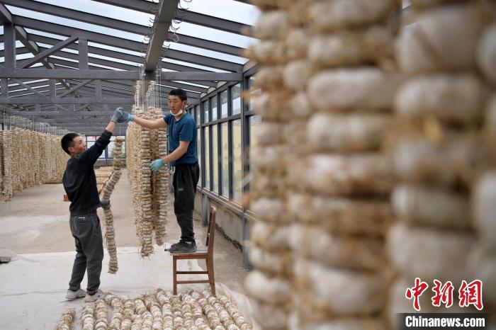 圖為5月10日，工作人員將用青稞面和青稞草等制成的曲坯用繩子串起來晾曬。九美旦增　攝