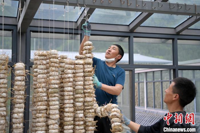 圖為5月10日，工作人員將用青稞面和青稞草等制成的曲坯用繩子串起來晾曬。九美旦增　攝