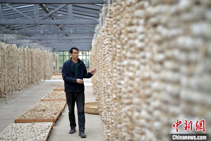 圖為5月10日，工作人員檢查晾曬的曲胚。九美旦增　攝