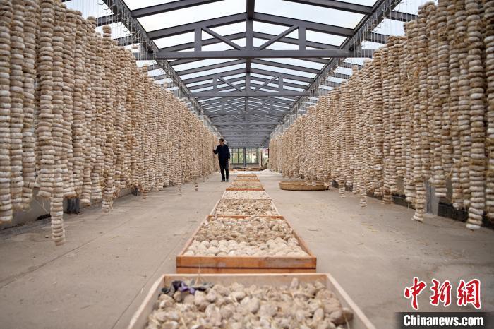 圖為5月10日，工作人員檢查晾曬的曲胚。九美旦增　攝