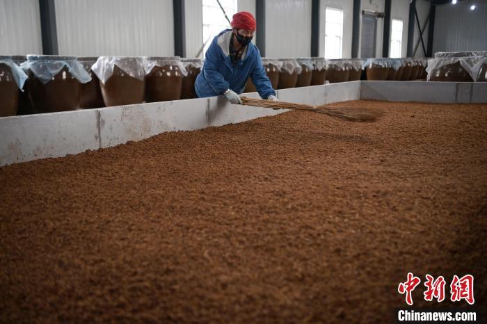 圖為5月10日，工作人員整理鋪撒的酒醅。九美旦增　攝