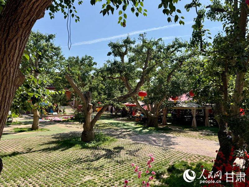 什川古梨園。人民網(wǎng)記者 焦隆攝