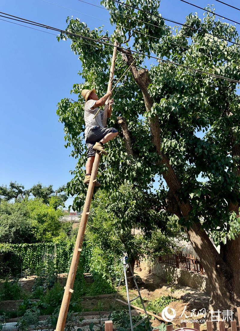 什川古梨園果農(nóng)魏至玉正踩著蜈蚣梯修剪自家的百年梨樹。人民網(wǎng)記者 焦隆攝