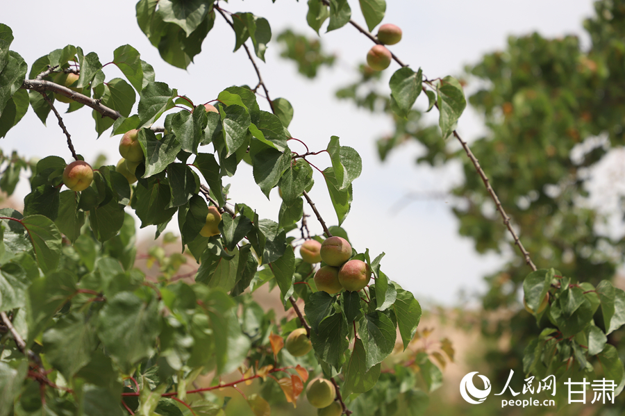 蘭溝村百畝杏林的杏子即將成熟。人民網(wǎng)記者 焦隆攝