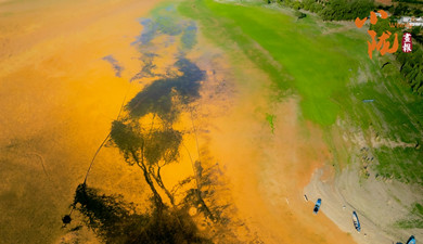 劉家峽黃河灘涂“潮汐樹”繪就大地奇觀